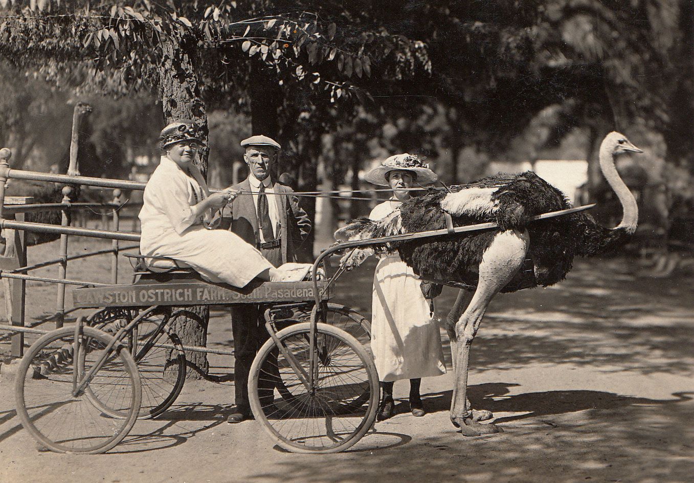 Crawston ostrich ranch, circa 1919