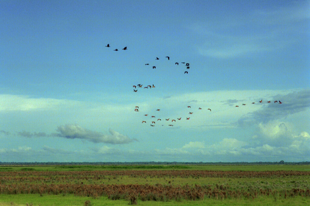 A flock of scarlet ibises in flight