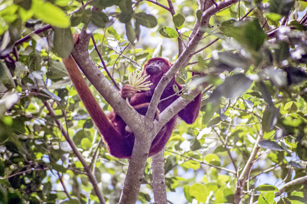 A red howler monkey (Alouatta seniculus) passes overhead in the tree canopy