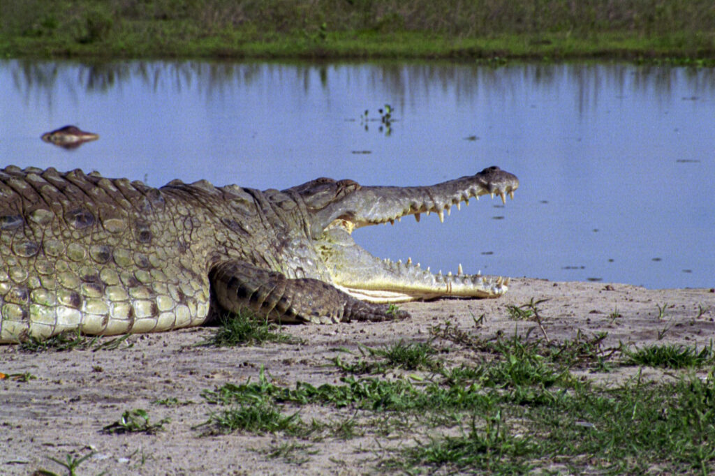 Orinoco Cayman (Crocodylus intermedius)