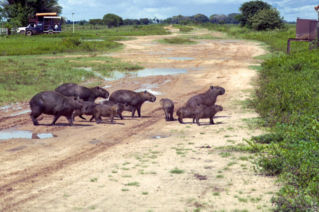 Capybaras (Chüigeres) crossing the road at Hato El Cedral