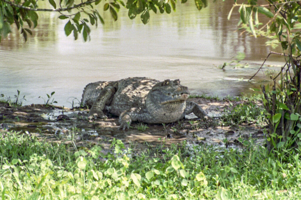 The Spectacled Caiman, known locally as a 