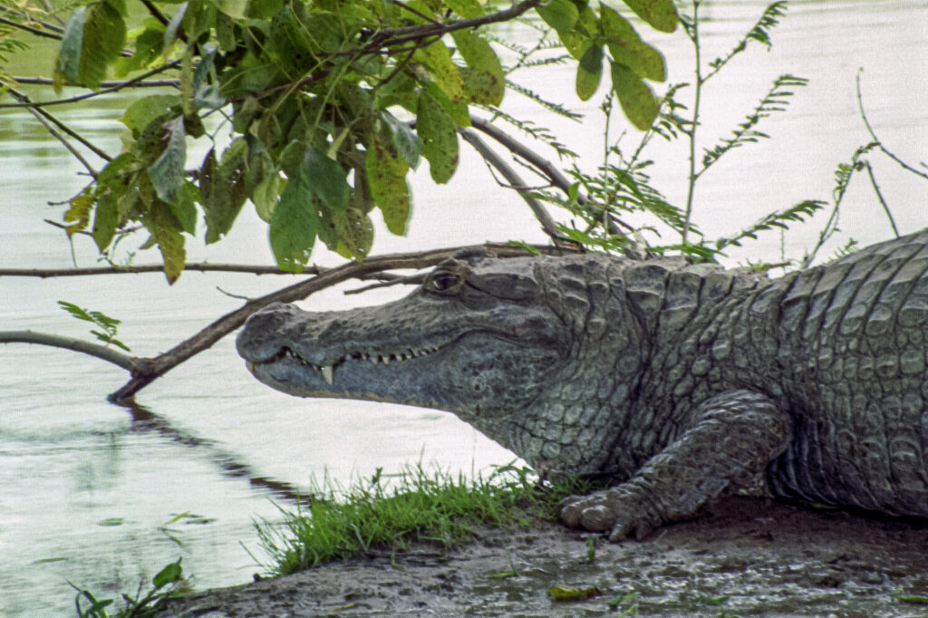 Spectacled caiman (Caiman crocodilus)