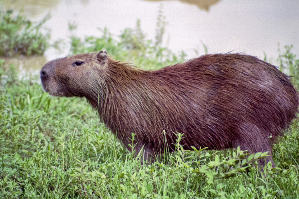 Female Cabybara (Chigüire in Spanish/local) Hydrochaeris hydrochaeris