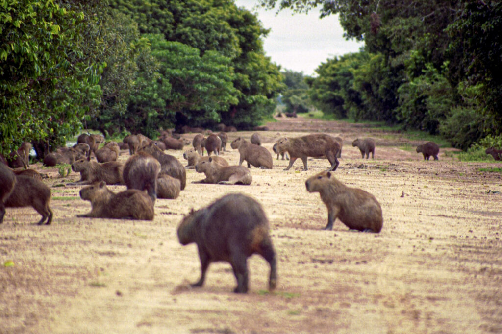 Capybaras suddenly spooked from the water
