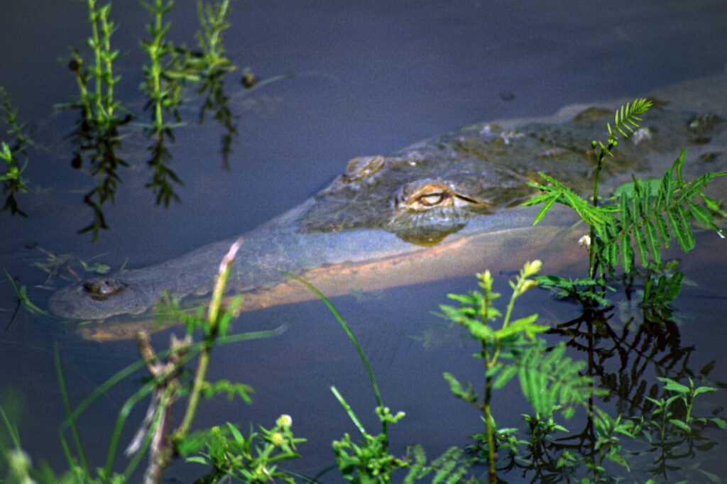 The Orinoco Caiman (Crocodylus intermedius)